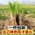【包邮价】韭菜根基地直供阳台盆栽地栽地栽四季可种包活