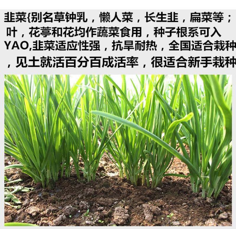 【包邮价】韭菜根基地直供阳台盆栽地栽地栽四季可种包活