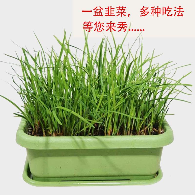 【包邮价】韭菜根基地直供阳台盆栽地栽地栽四季可种包活