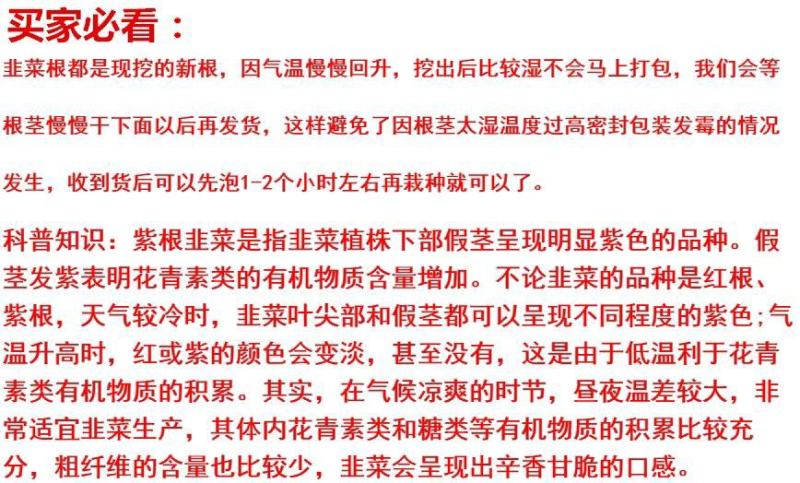 【包邮价】韭菜根基地直供阳台盆栽地栽地栽四季可种包活