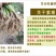 【包邮价】韭菜根基地直供阳台盆栽地栽地栽四季可种包活