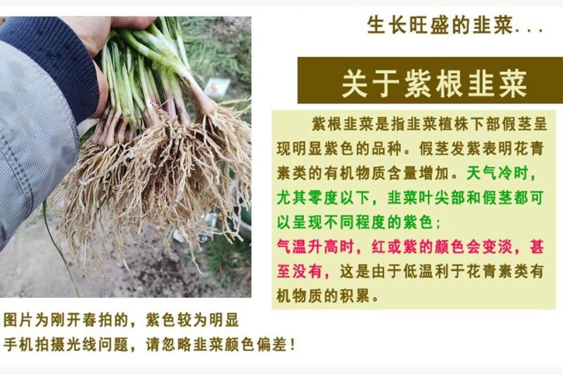 【包邮价】韭菜根基地直供阳台盆栽地栽地栽四季可种包活