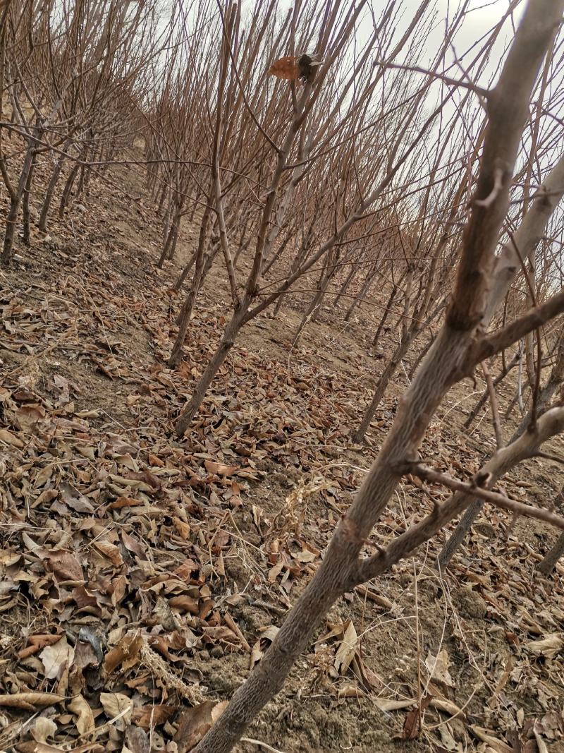 吉林省四平市梨树县，产地直销吉早丰李子苗