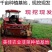 【包邮价】韭菜根基地直供阳台盆栽地栽地栽四季可种包活