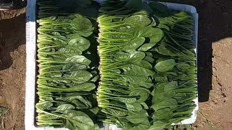 内蒙乌兰察布精品菠菜菠菜苗保质保量批发代发全国