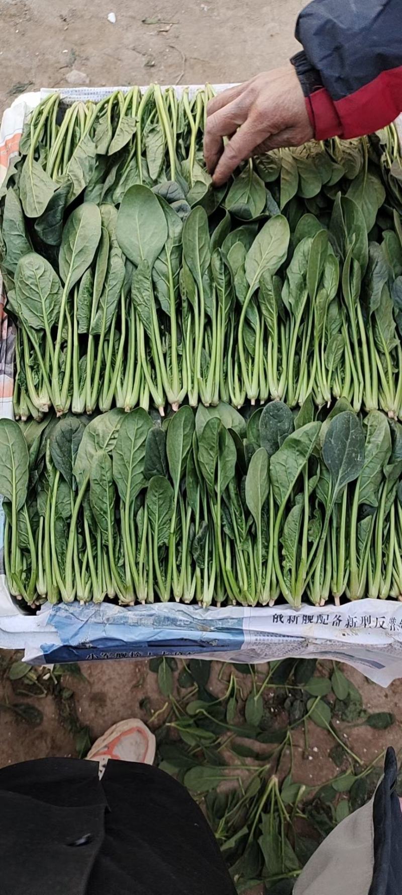 内蒙乌兰察布精品菠菜菠菜苗保质保量批发代发全国