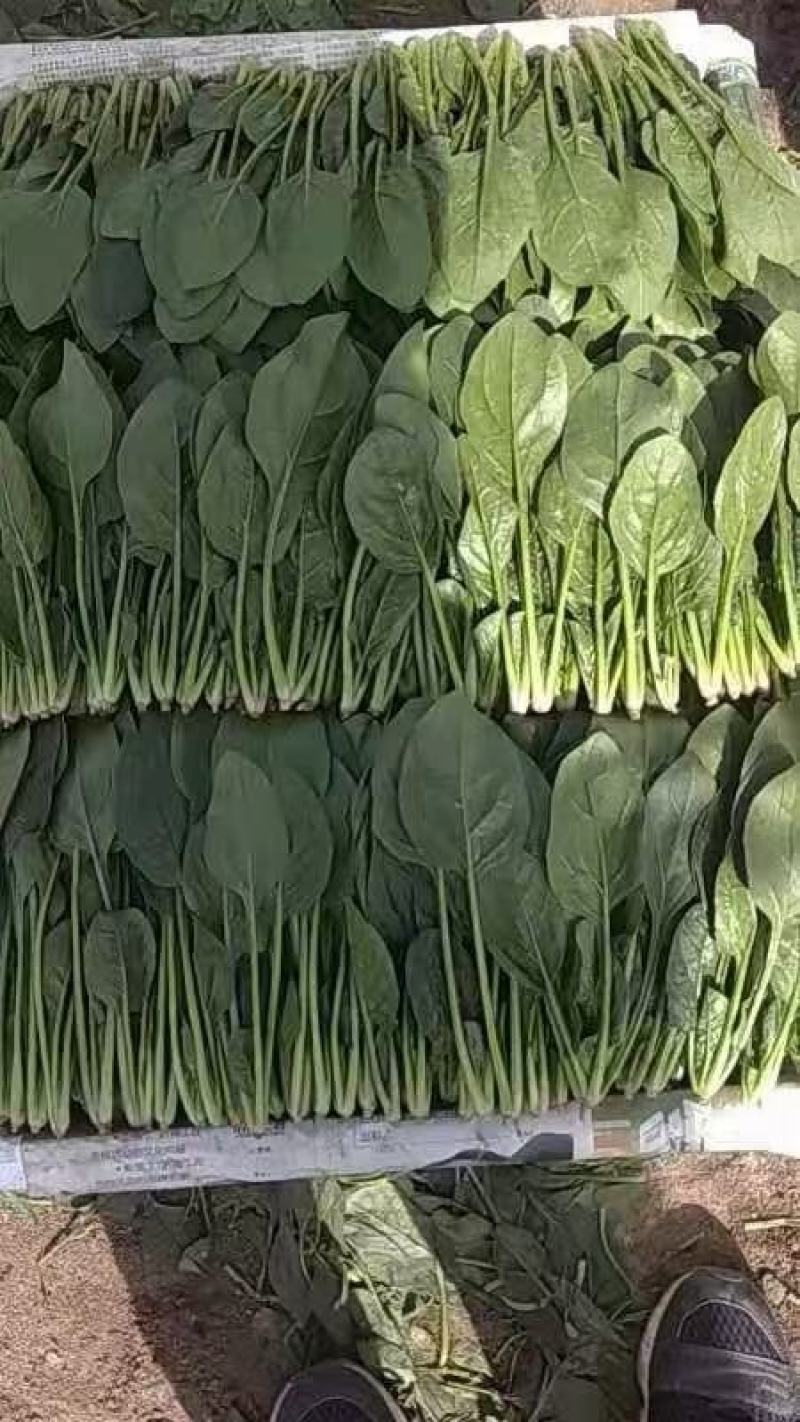 内蒙乌兰察布精品菠菜菠菜苗保质保量批发代发全国