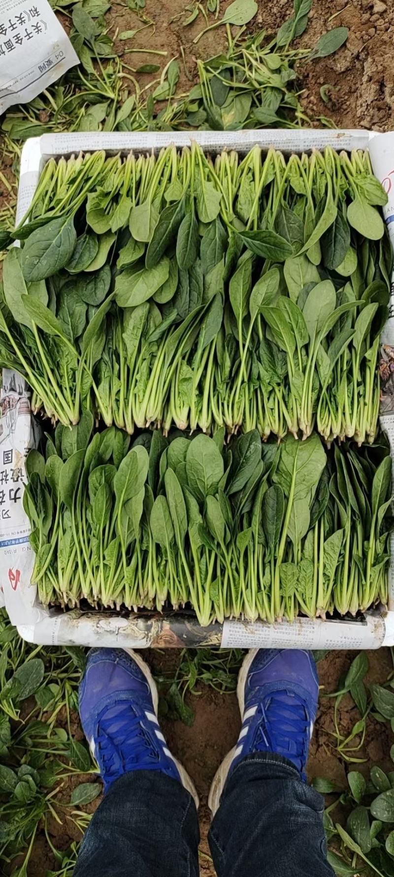 内蒙乌兰察布精品菠菜菠菜苗保质保量批发代发全国