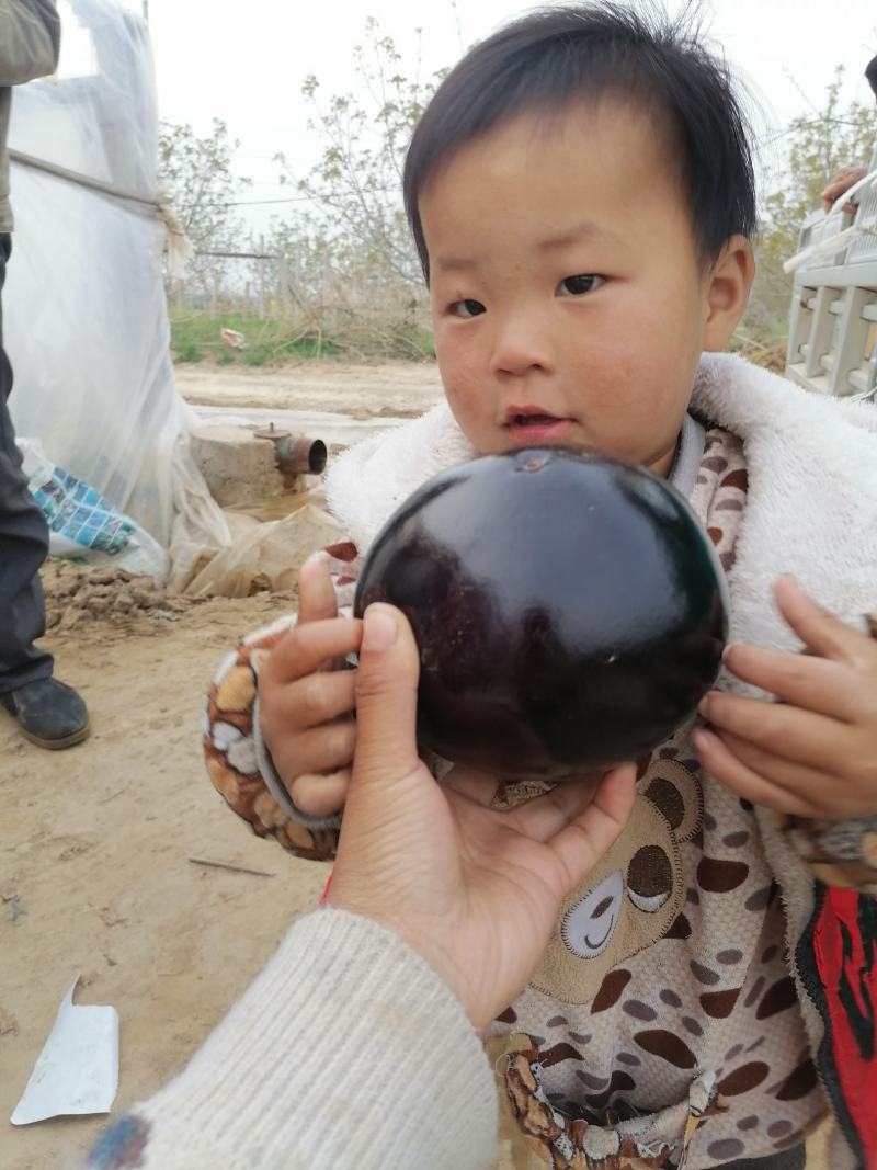 紫光圆茄大量上市中，货源大，，欢迎大家咨询