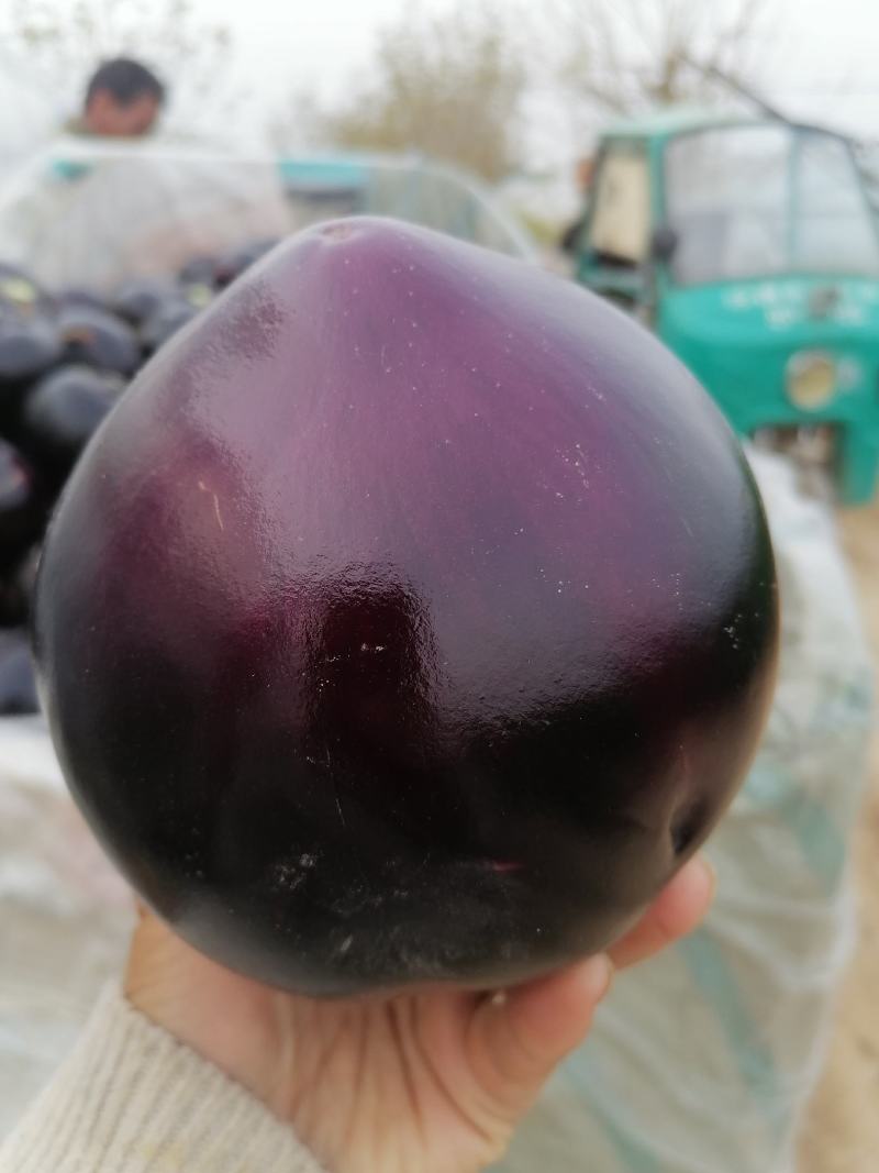 紫光圆茄大量上市中，货源大，，欢迎大家咨询