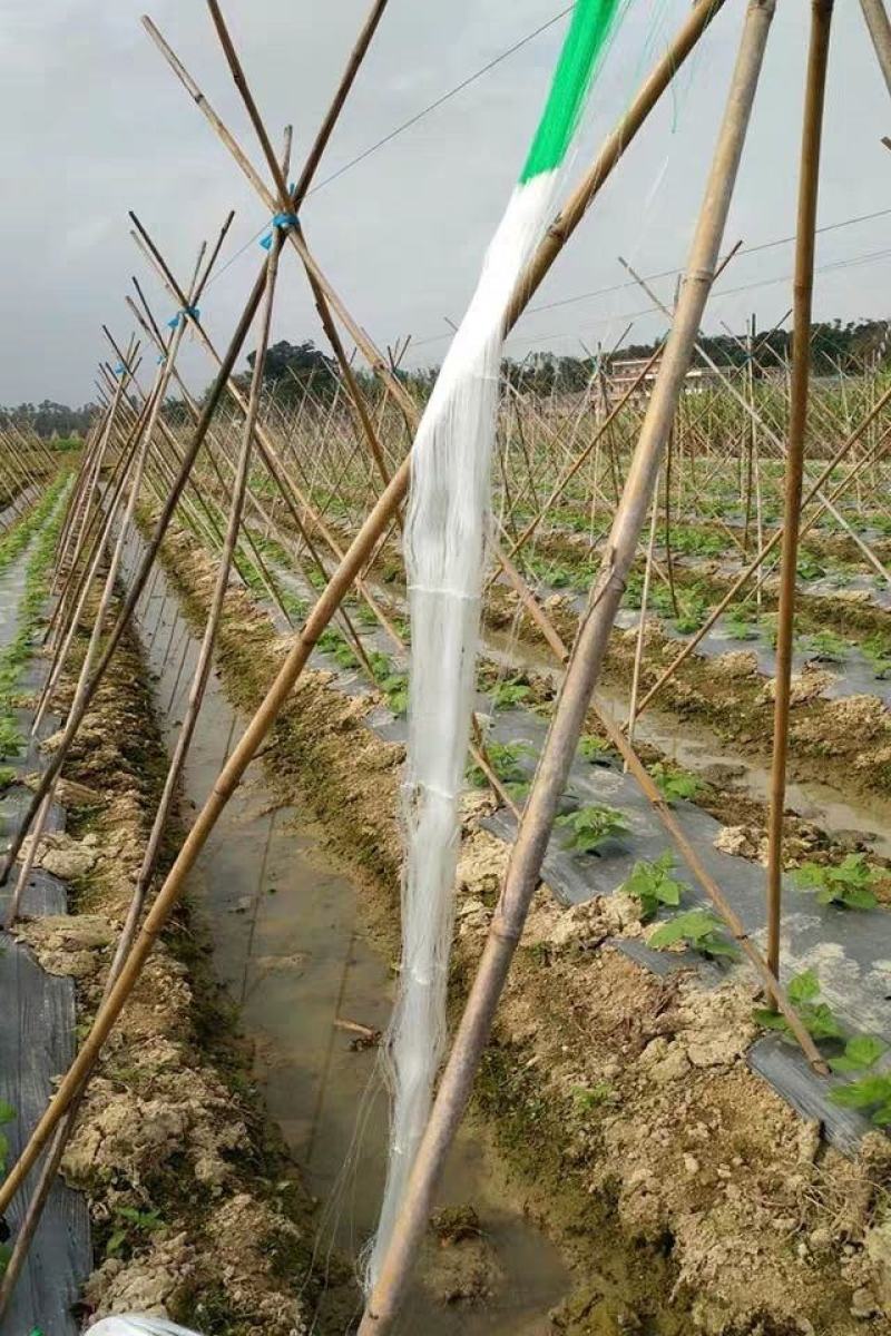 豆角网山药网黄瓜网植物爬藤网攀爬蔬菜瓜果种植百香果吊瓜种