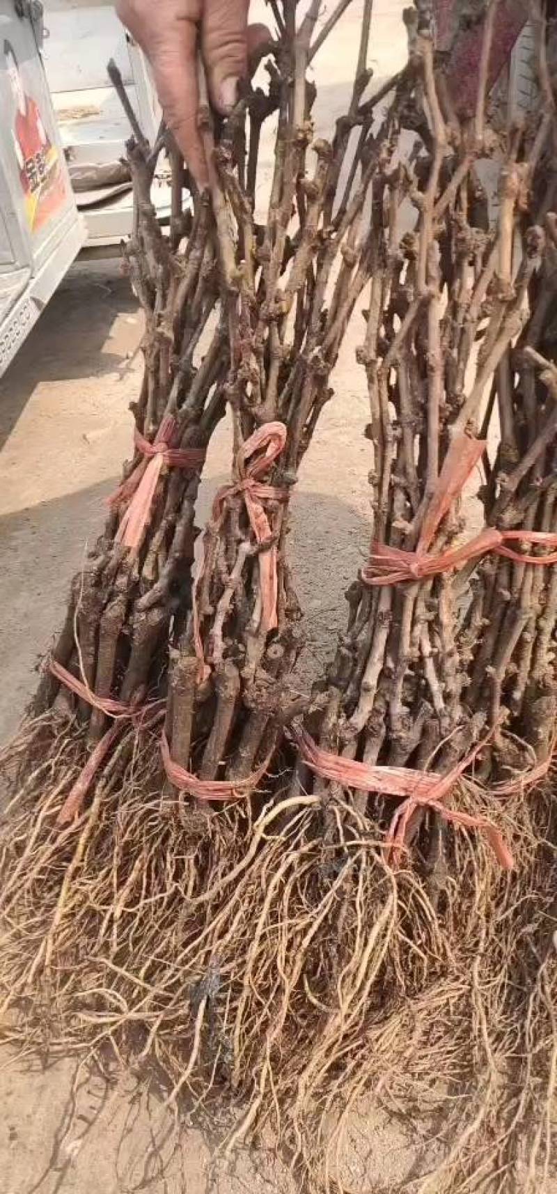 河北葡萄苗不分品种葡萄苗基地发货包成活率
