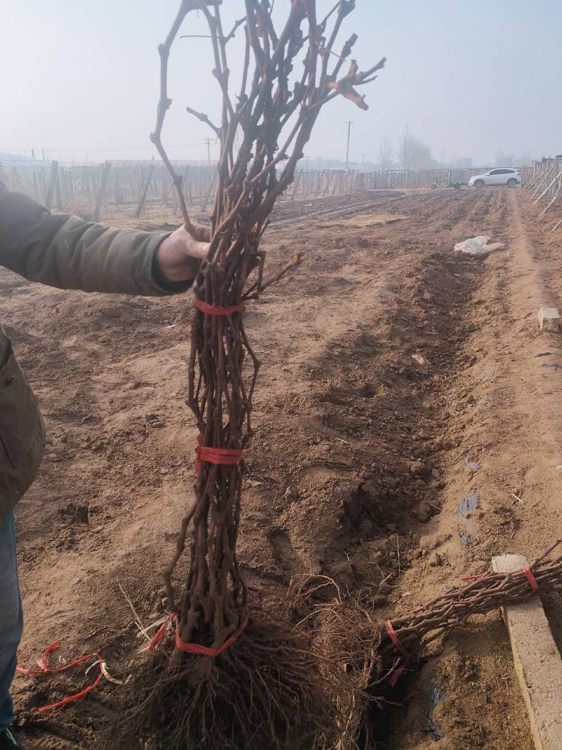 河北葡萄苗不分品种葡萄苗基地发货包成活率