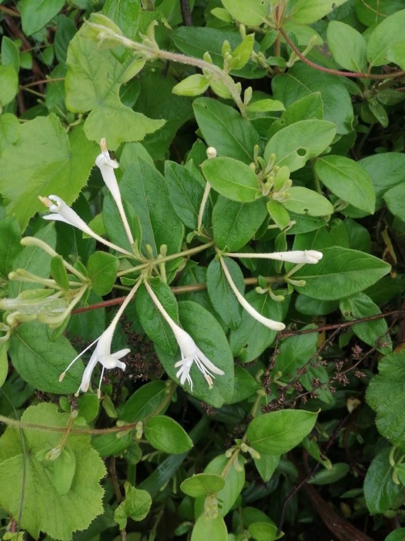 金银花（野生带绒毛小银花，无硫）