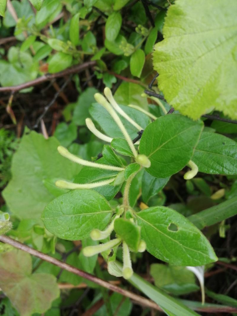 金银花（野生带绒毛小银花，无硫）