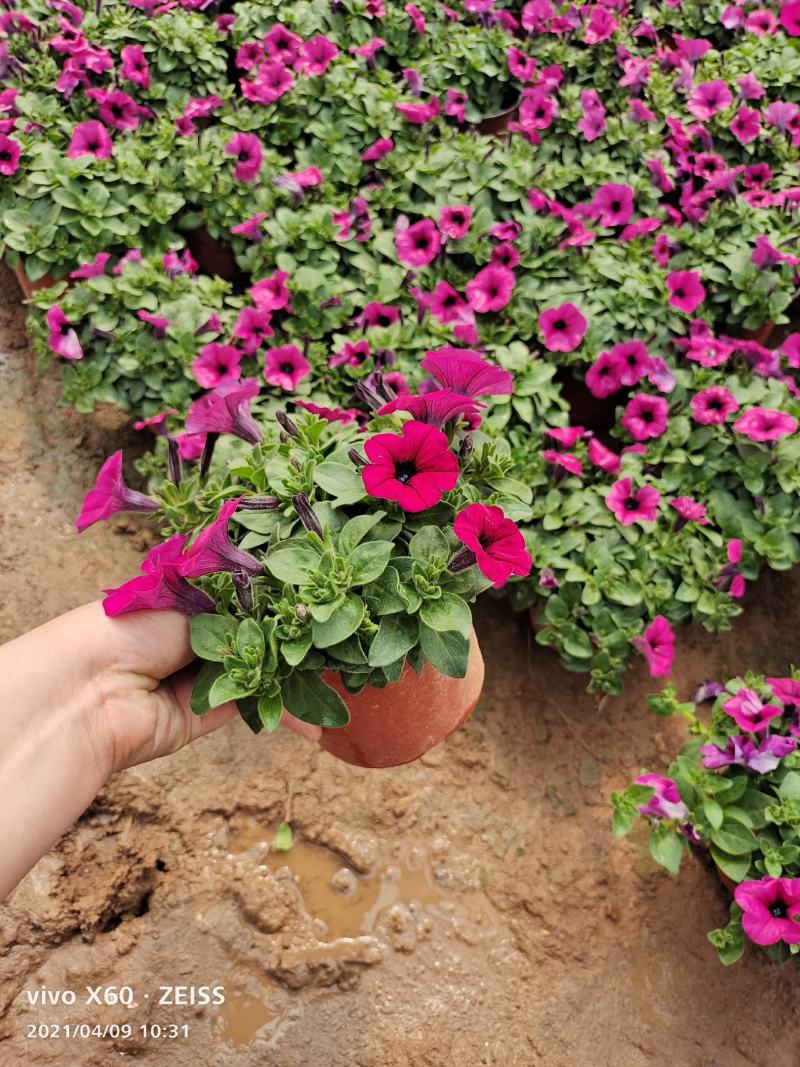 垂吊牵牛垂钓牵牛基地打造立体花卉景观