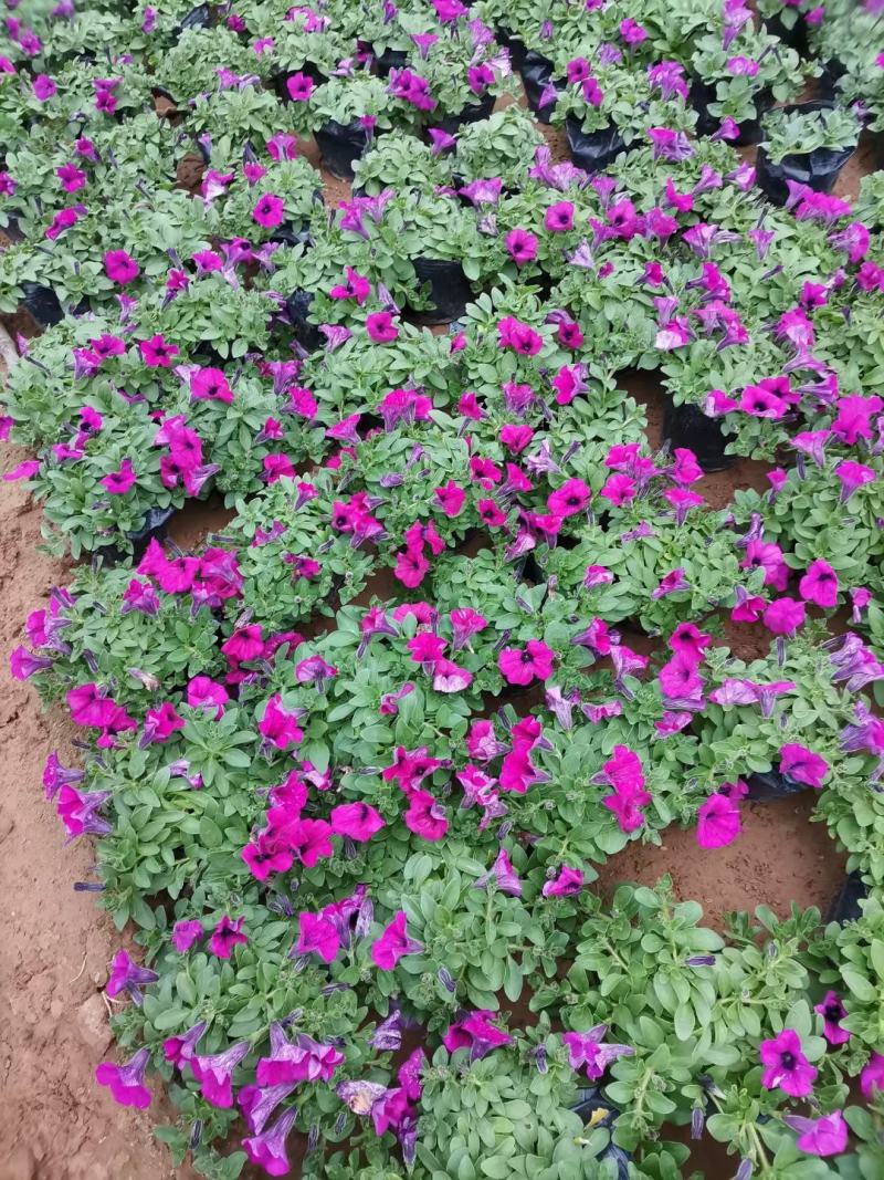 垂吊牵牛垂钓牵牛基地打造立体花卉景观