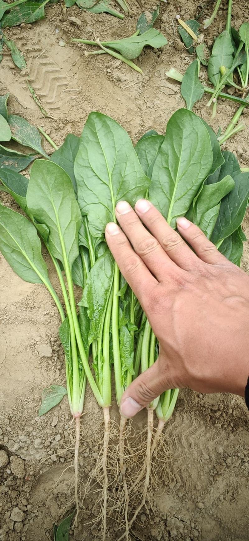 山东精品菠菜大量上市欢迎采购