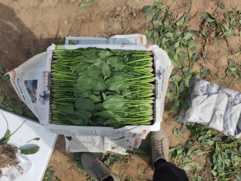 山东精品菠菜大量上市欢迎采购