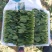 山东精品菠菜大量上市欢迎采购