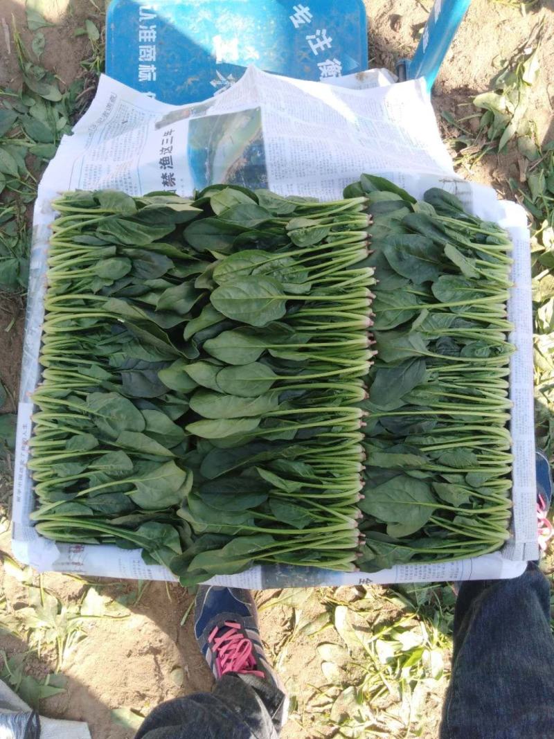 山东精品菠菜大量上市欢迎采购