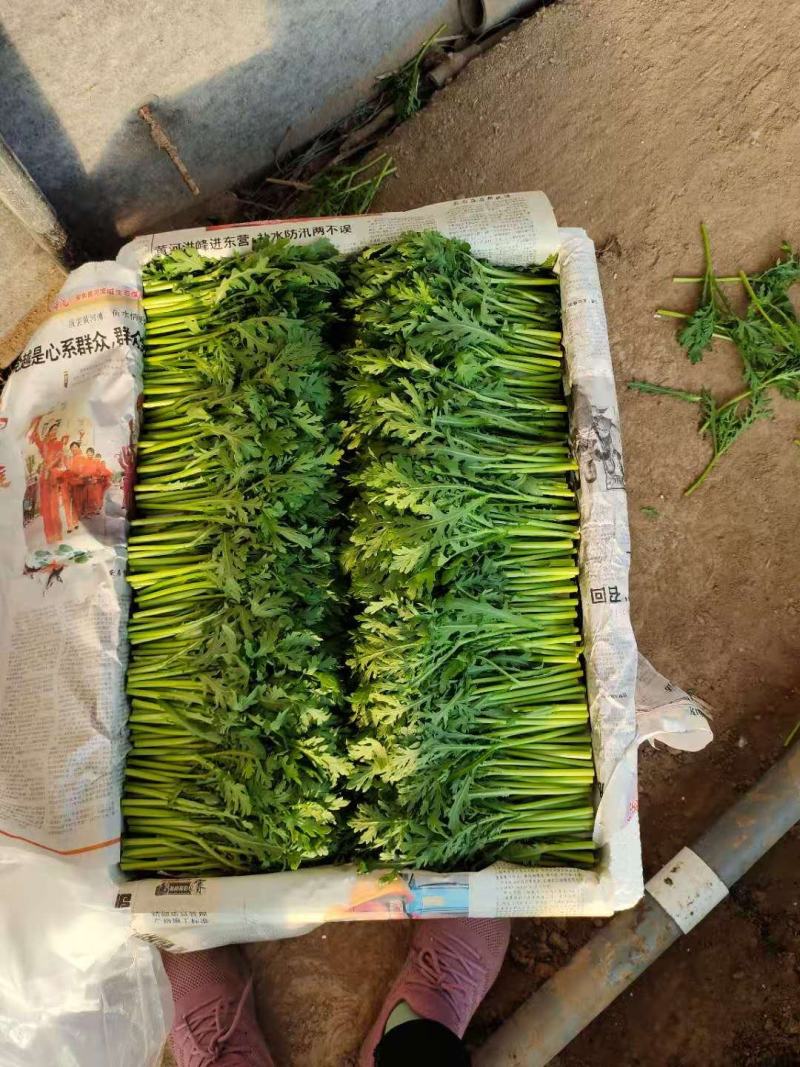 山东精品菠菜大量上市欢迎采购