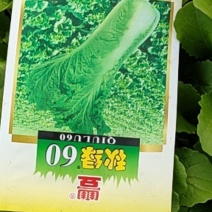 秋绿60菜苗，品名青麻叶，基地直供，量大从优。欢迎新老顾