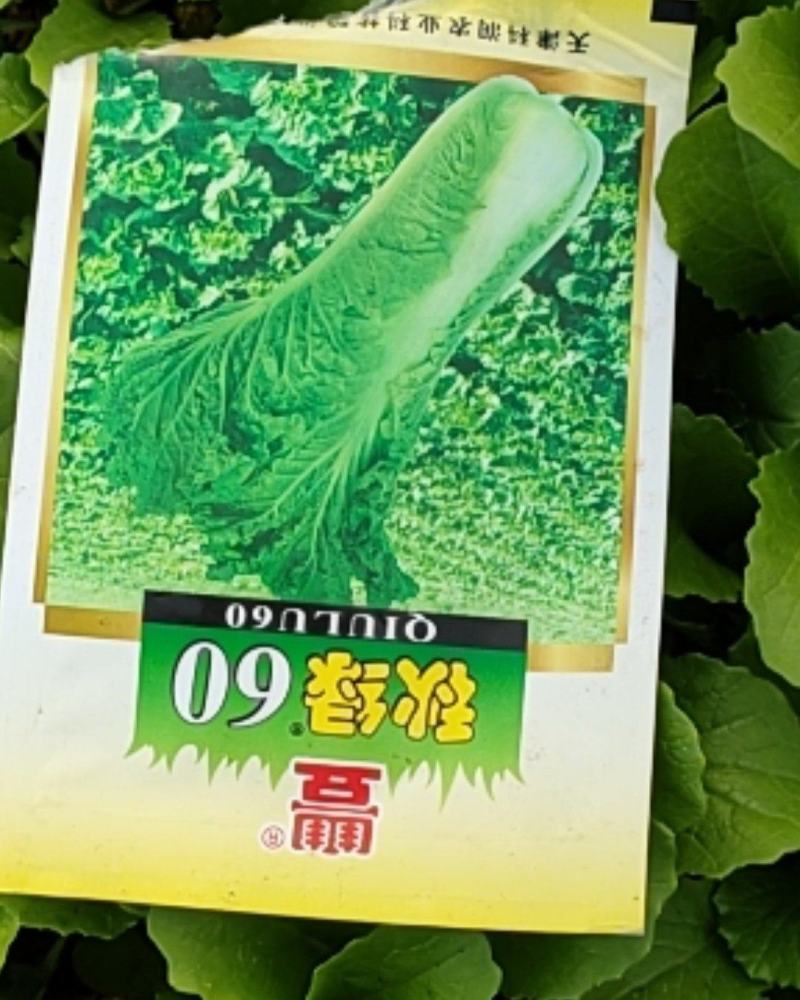 秋绿60菜苗，品名青麻叶，基地直供，量大从优。欢迎新老顾