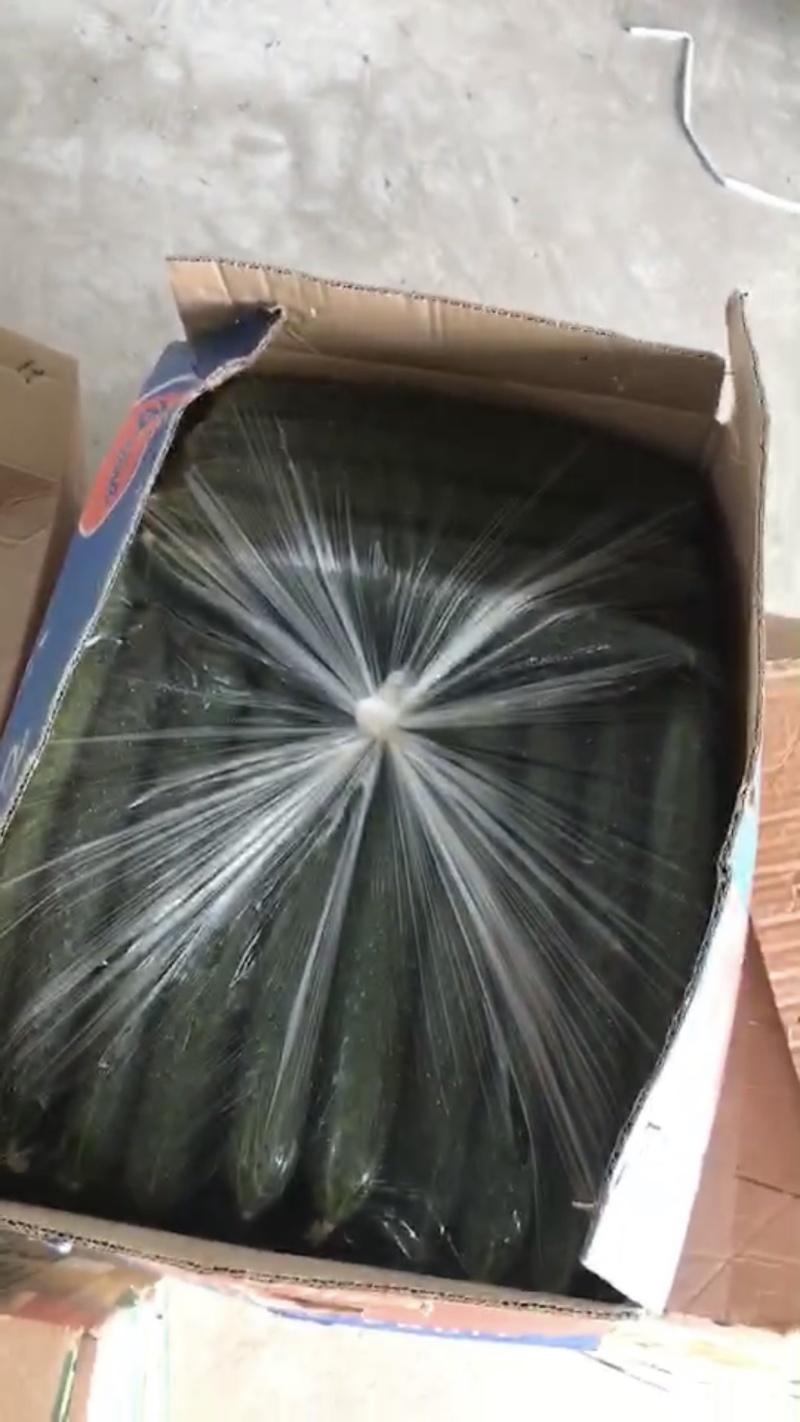 密刺黄瓜现货量大课视频看货，商超电商市场批发可一手对接
