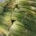 蒜苔，大量上市价格优惠