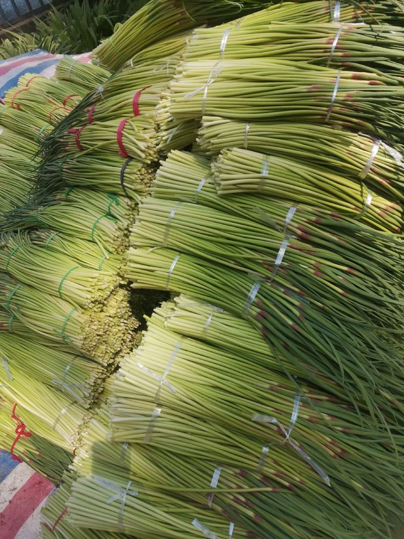 蒜苔，大量上市价格优惠