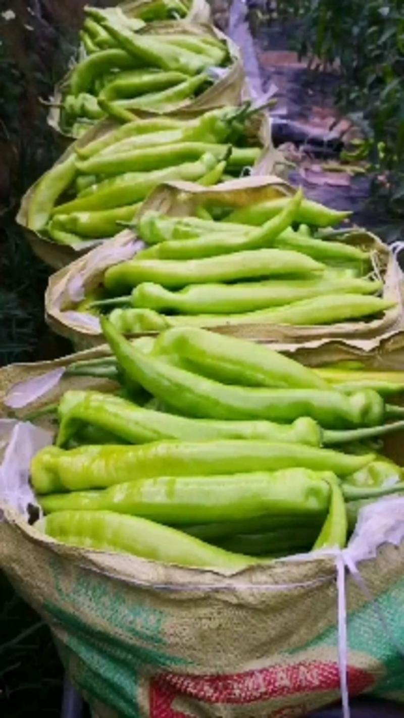 山东青州黄皮辣椒，量大产地直供，欢迎选购