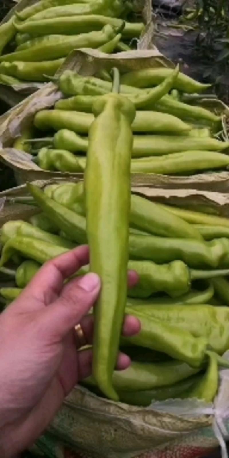 山东青州黄皮辣椒，量大产地直供，欢迎选购