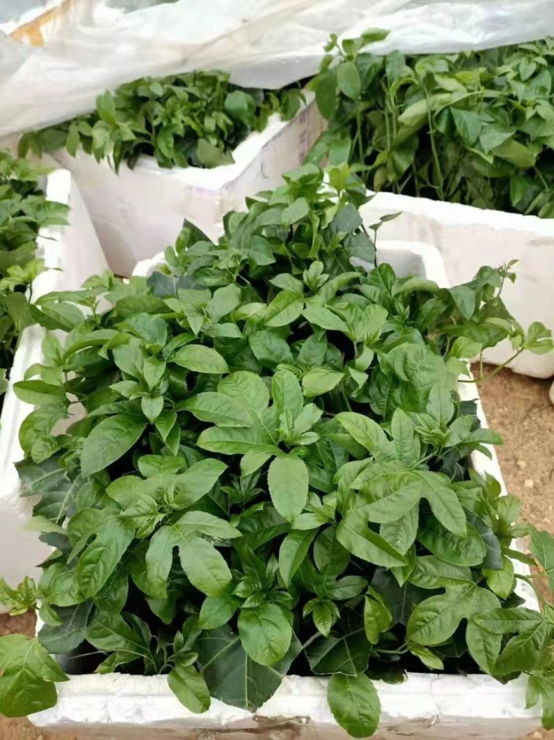 百香果苗黄金扦插苗，台农嫁接，紫香台农扦插，维密钦蜜9号