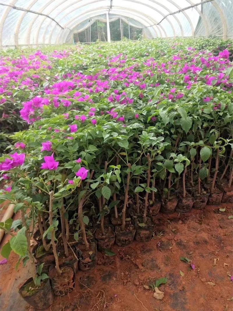 1000棵三角梅云南紫大苗四季开花绿化工程苗盆栽苗