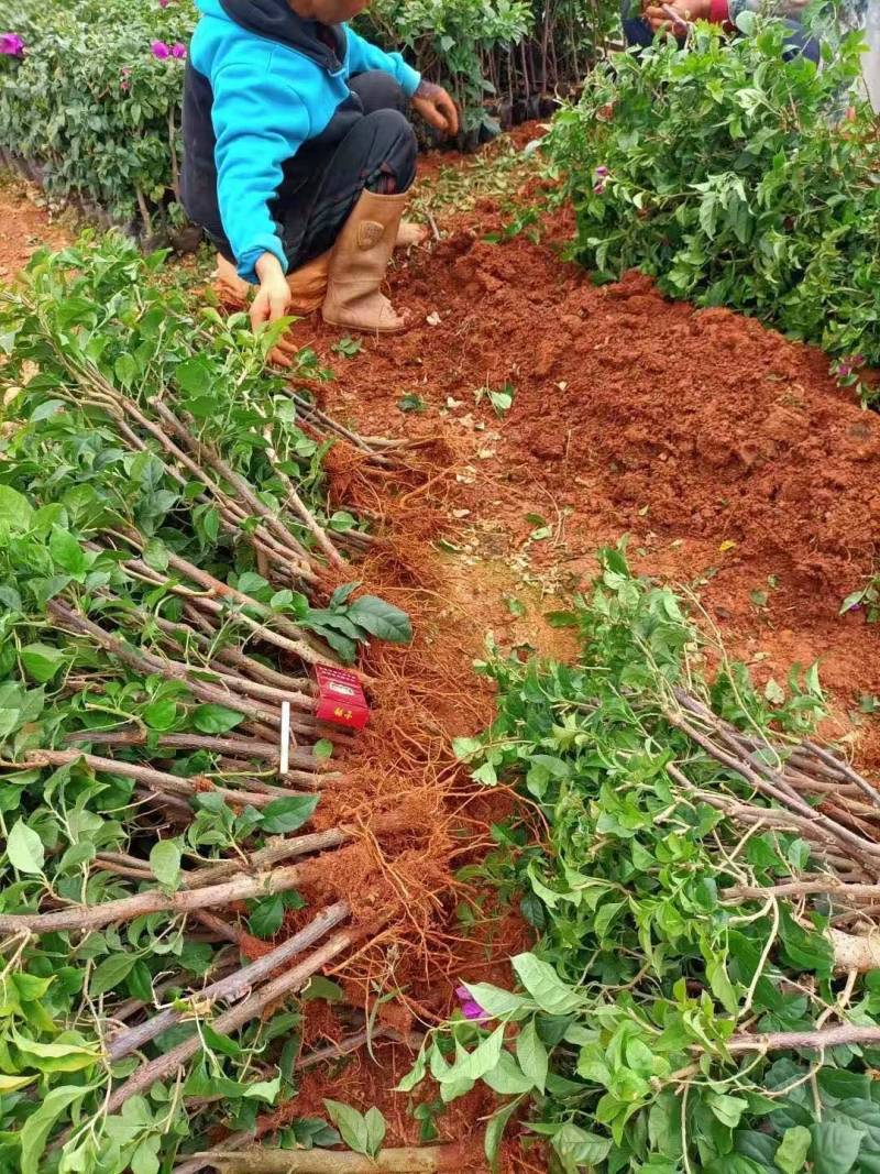1000棵三角梅云南紫大苗四季开花绿化工程苗盆栽苗