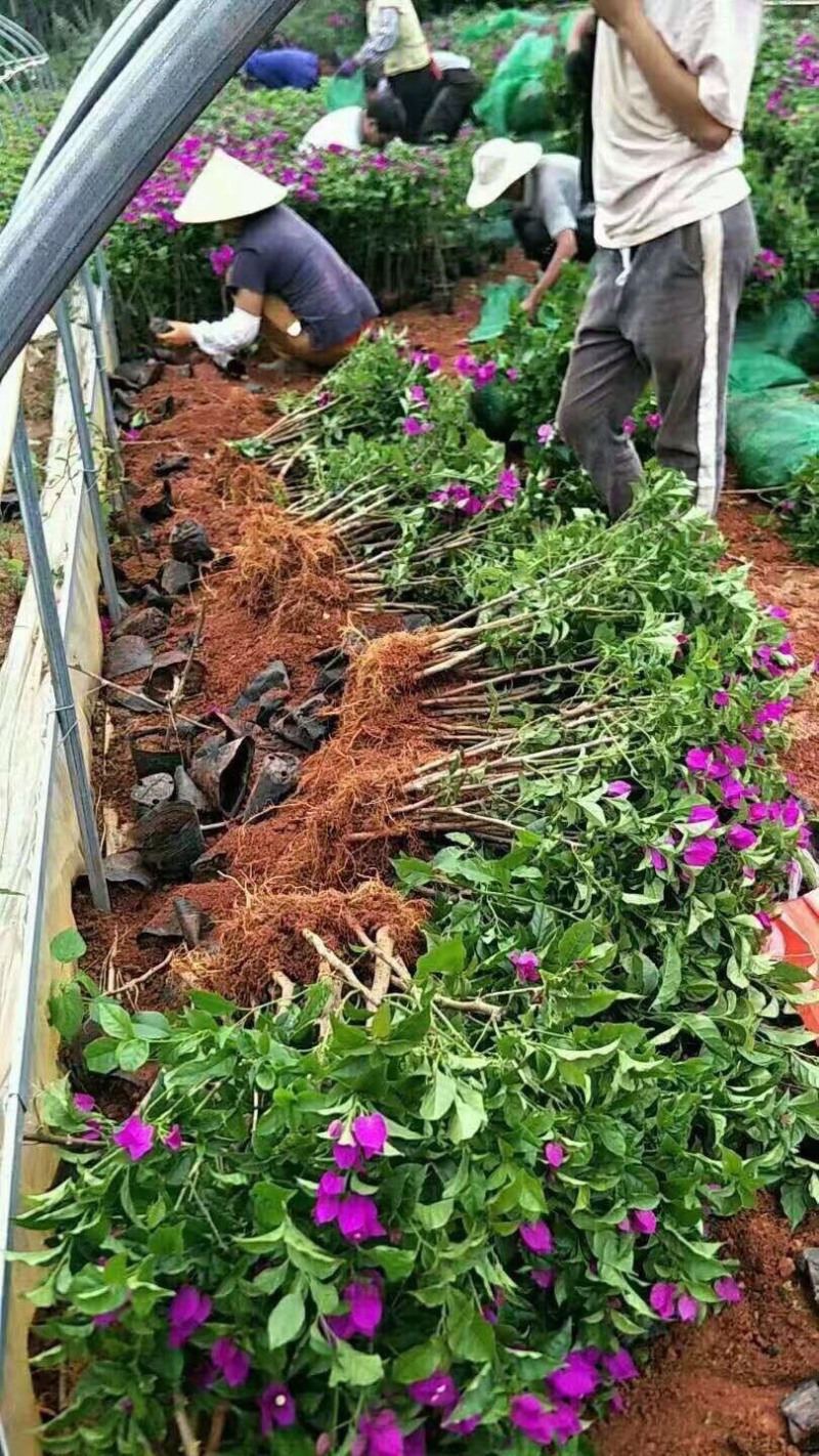 1000棵三角梅云南紫大苗四季开花绿化工程苗盆栽苗
