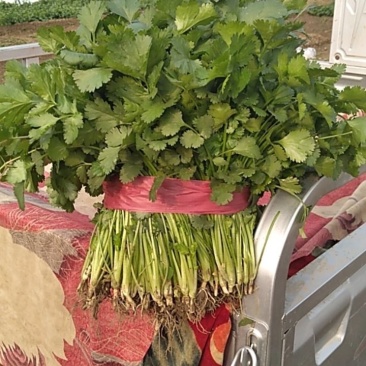 香菜，铁杆青，大叶香菜，基地直供量大从优