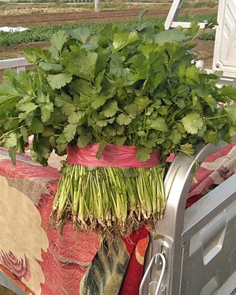 香菜，铁杆青，大叶香菜，基地直供量大从优