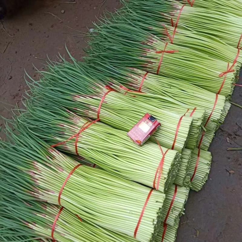 河南优质早熟红帽蒜苔/杂交红帽蒜商超直供