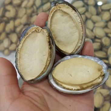 冻干鲍鱼