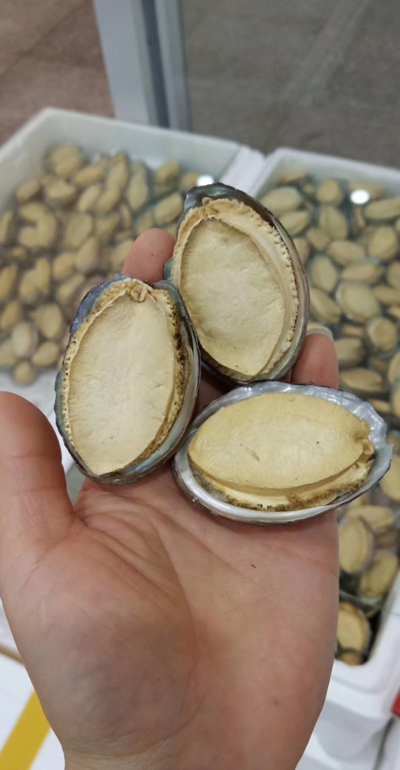 冻干鲍鱼