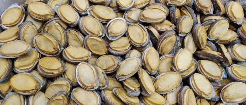 冻干鲍鱼