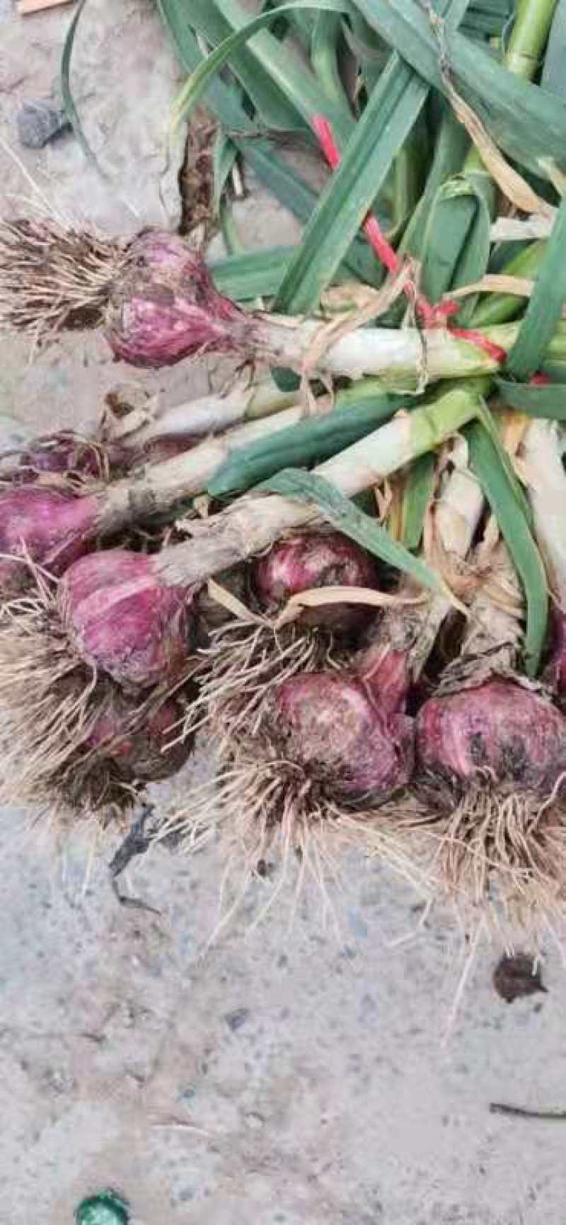 郑州中牟县露天红皮苗蒜50公分以上大量上市中