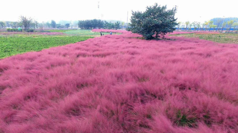 粉黛乱子草，网红草，花海景观，基地直供，现货供应