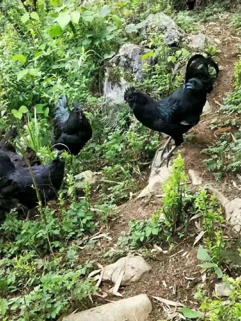 盐津乌骨鸡