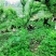 盐津乌骨鸡