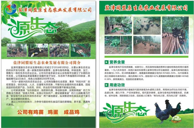 盐津乌骨鸡