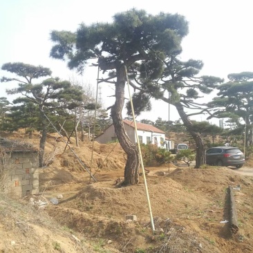 精品造型古松油松景观松，山东苗木基地直供，全国发货