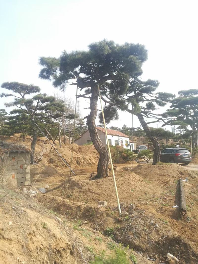 精品造型古松油松景观松，山东苗木基地直供，全国发货
